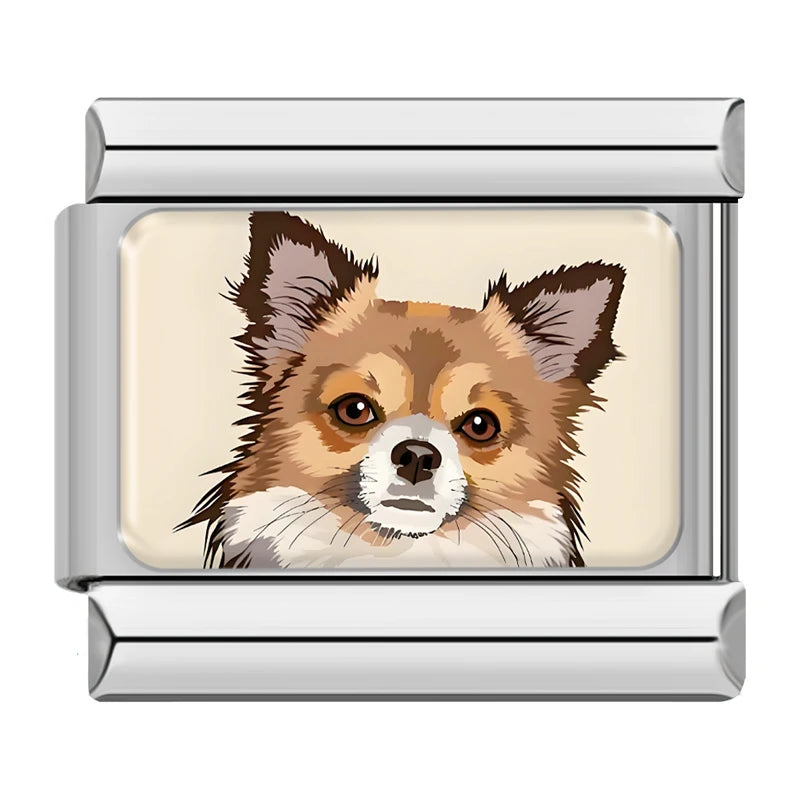 Pies rasy chihuahua