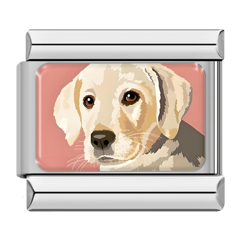Pies rasy labrador