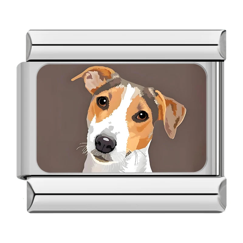 Jack Russell Terrier